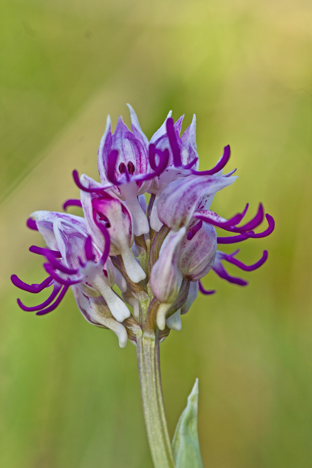 Orchis simia